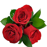 Para Uma Linda Flor!