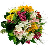 Buque Flores Astromélias Coloridas