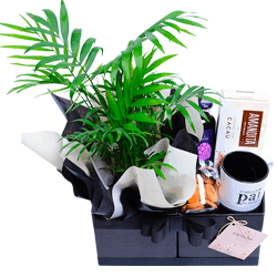Cesta Mini Café Com Plantinha