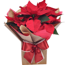 Vaso Flor de Natal | Mini