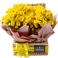 Flores Amarelas Aniversario - Floricultura Cambucí