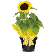 Girassol Plantado Para Presente