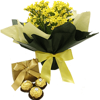 Vaso kalanchoe e Ferrero Rocher