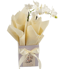 Orquìdea Branca para presente | Dia das Mães