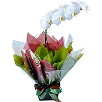Flores para Aniversário - Orquídea