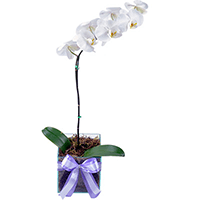 Orquídea Branca Menor Preço!