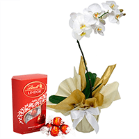 Orquídea Phalaenopsis para Presente e Chocolates