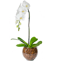 Entrega de Orquidea Phalaenópsis SP