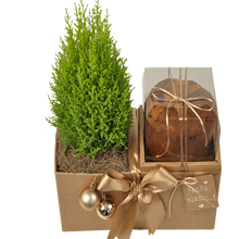 Pinheiro de Natal e Panetone para Presente