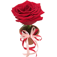 Uma Rosa Colombiana - Executive
