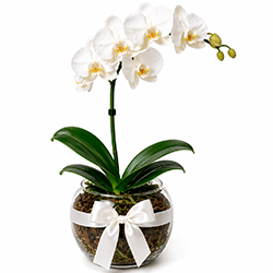 Orquídea Branca em Vaso de Vidro Elegante
