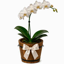 Orquídea Phalaenopsis em Vaso Rústico | Presente para Mamãe